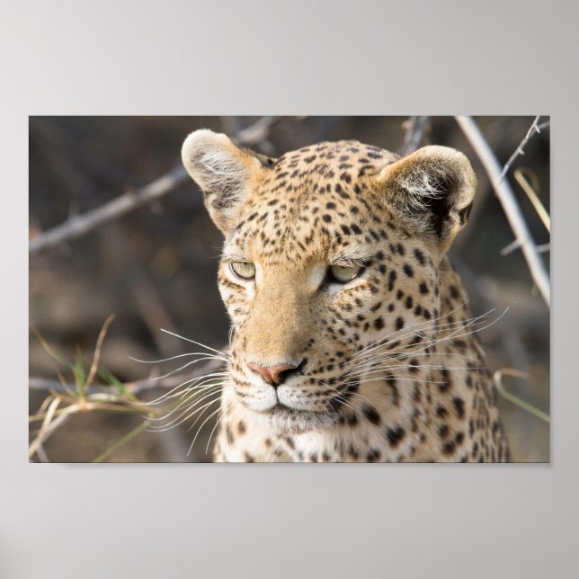 Leopard-Portrait-Foto Poster (Vorne)