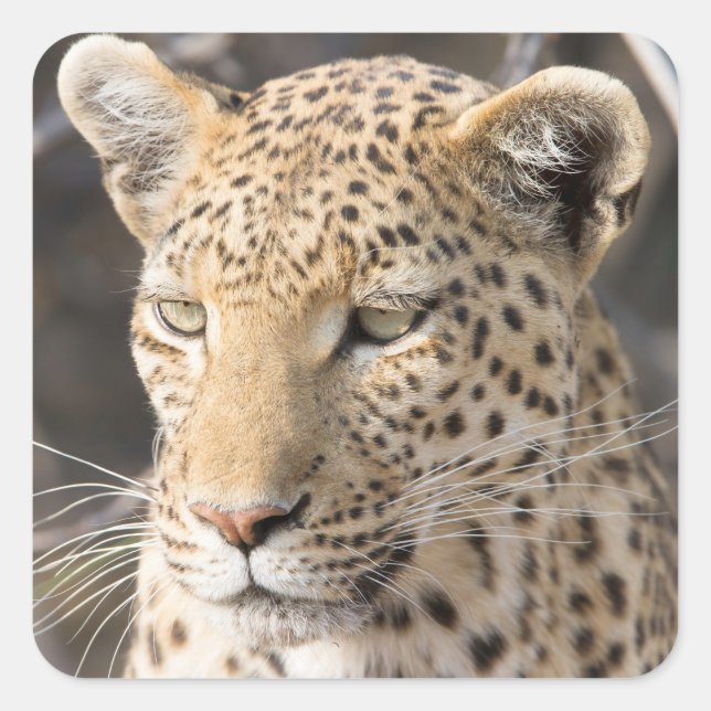 Leopard-Portrait-Foto Quadratischer Aufkleber (Vorderseite)