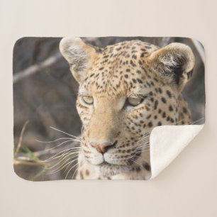 Leopard-Portrait-Foto Sherpadecke