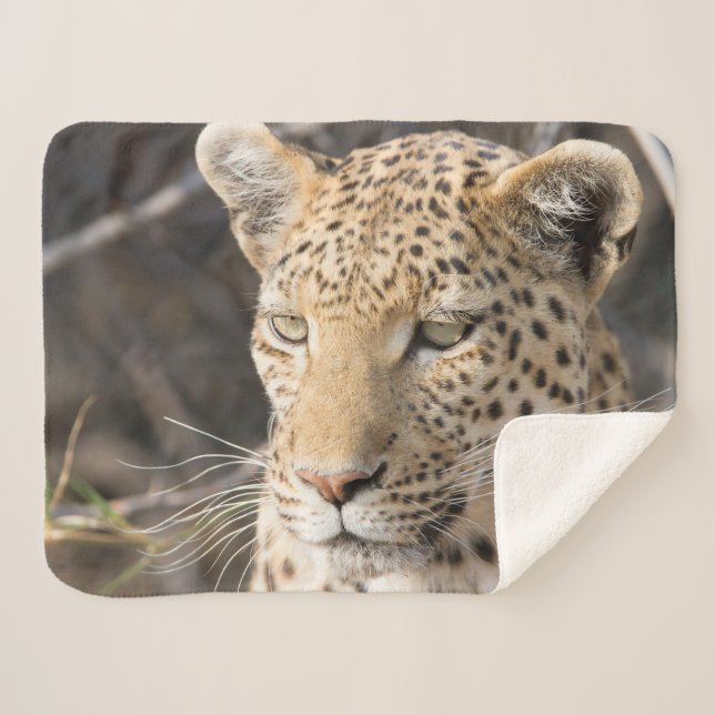 Leopard-Portrait-Foto Sherpadecke (Vorderseite (Horizontal))
