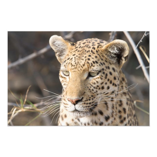 Leopard-Portrait Fotodruck (Vorne)