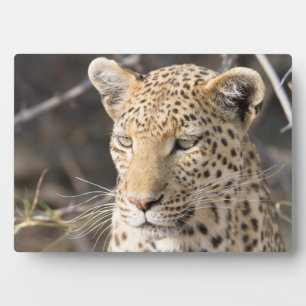 Leopard-Portrait Fotoplatte