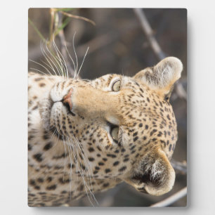 Leopard-Portrait Fotoplatte