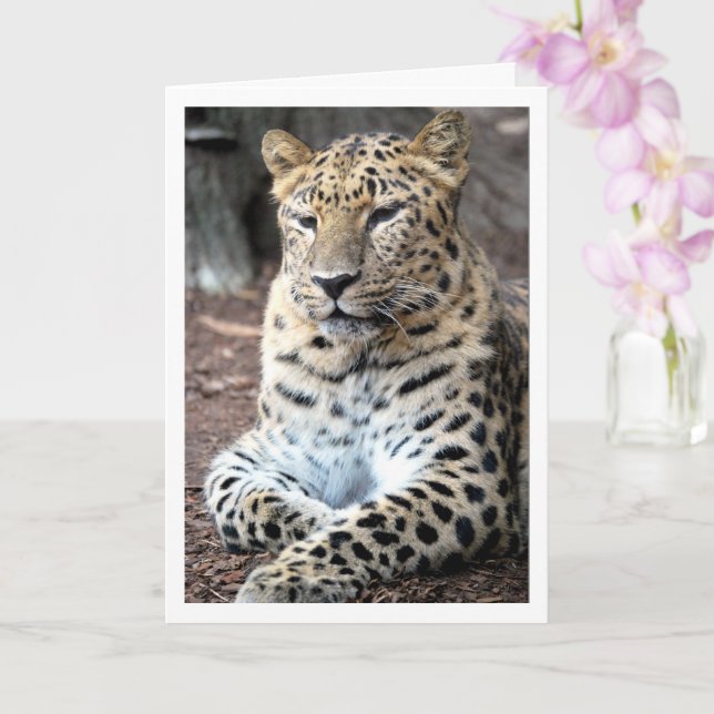 Leopard Portrait Karte (Orchidee)