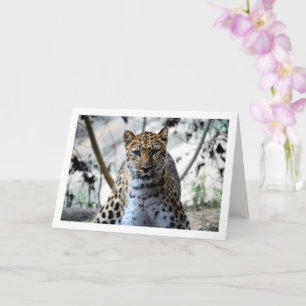Leopard Portrait Karte