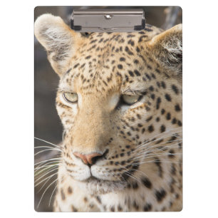 Leopard-Portrait Klemmbrett