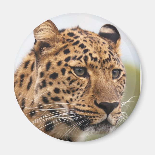 Leopard Portrait Magnet (Vorne)