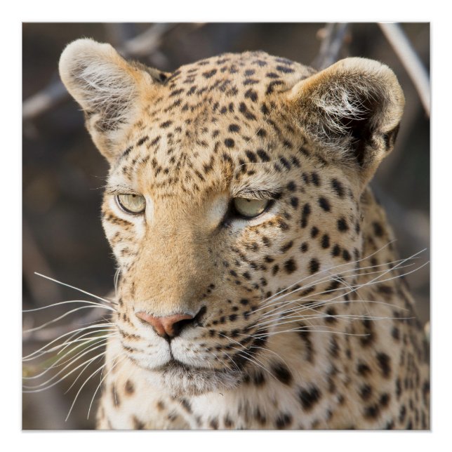 Leopard-Portrait Poster (Vorderseite)