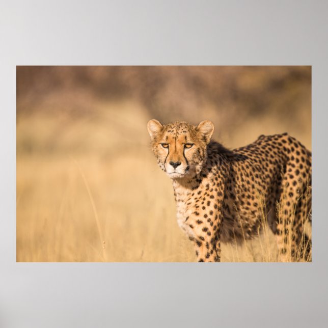 LEOPARD PORTRAIT POSTER (Vorne)