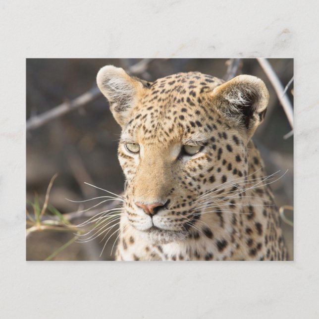 Leopard-Portrait Postkarte (Vorderseite)
