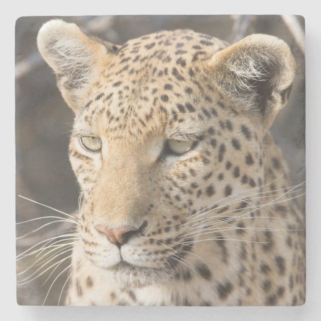 Leopard-Portrait Steinuntersetzer (Vorderseite)