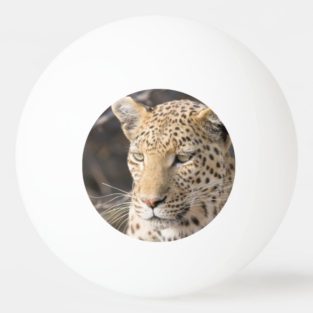 Leopard-Portrait Tischtennisball (Rückseite)