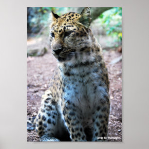 Leopard-Pose Poster
