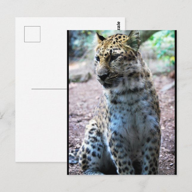 Leopard-Pose Postkarte (Vorne/Hinten)