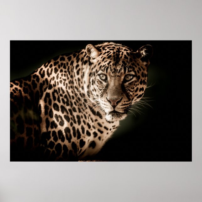 Leopard Poster (Vorne)