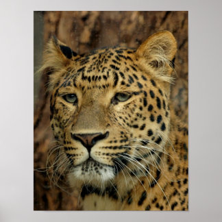 Leopard Poster