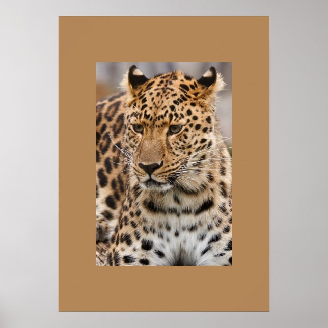 Leopard Poster (Vorne)