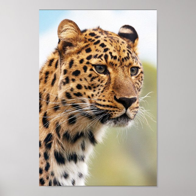 Leopard Poster (Vorne)
