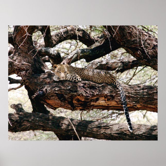 Leopard Poster (Vorne)