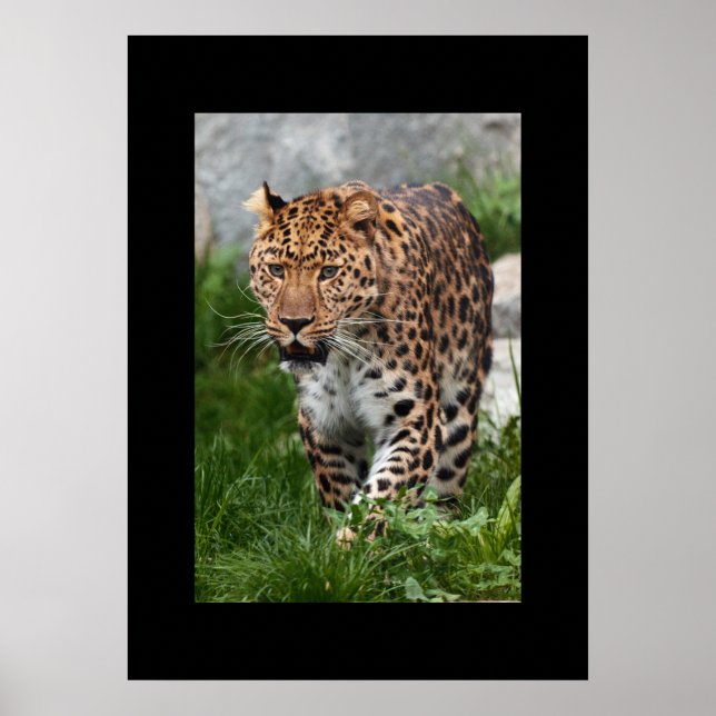 Leopard Poster (Vorne)