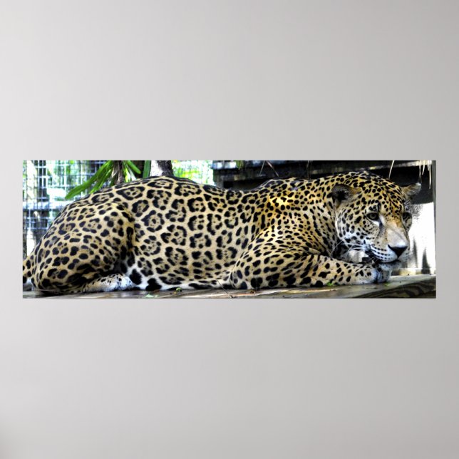 Leopard Poster 36x12 oder nur kleinere Größe (Vorne)