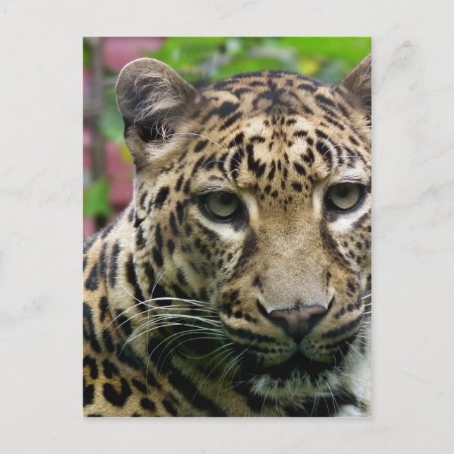 Leopard Postkarte (Vorderseite)