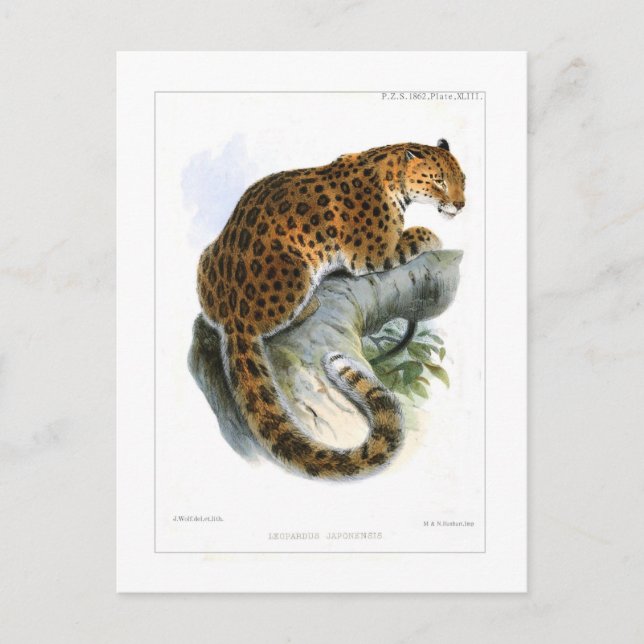Leopard Postkarte (Vorderseite)