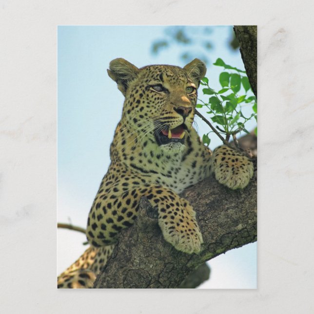 Leopard Postkarte (Vorderseite)