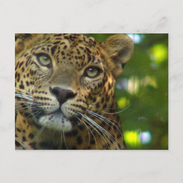 Leopard Postkarte (Vorderseite)