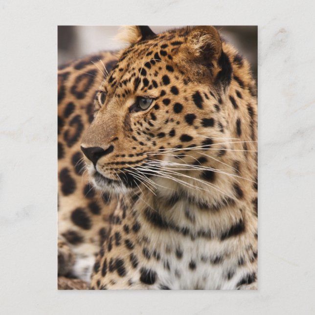 Leopard Postkarte (Vorderseite)