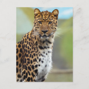 Leopard Postkarte