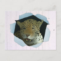 Leopard