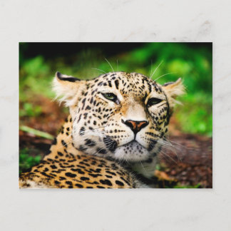 Leopard Postkarte