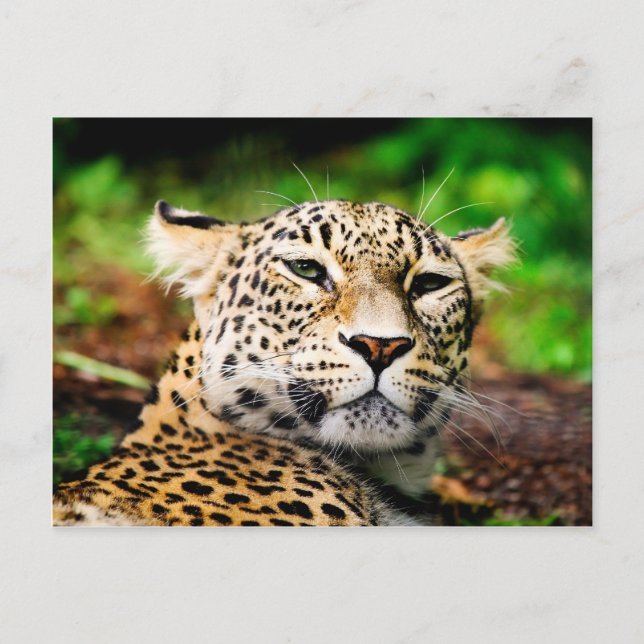 Leopard Postkarte (Vorderseite)