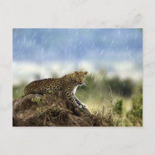 Leopard Postkarte