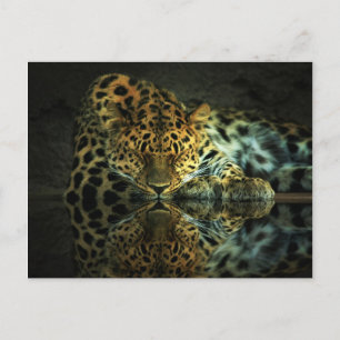 Leopard Postkarte