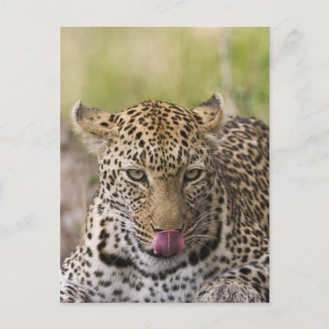 Leopard Postkarte (Vorderseite)