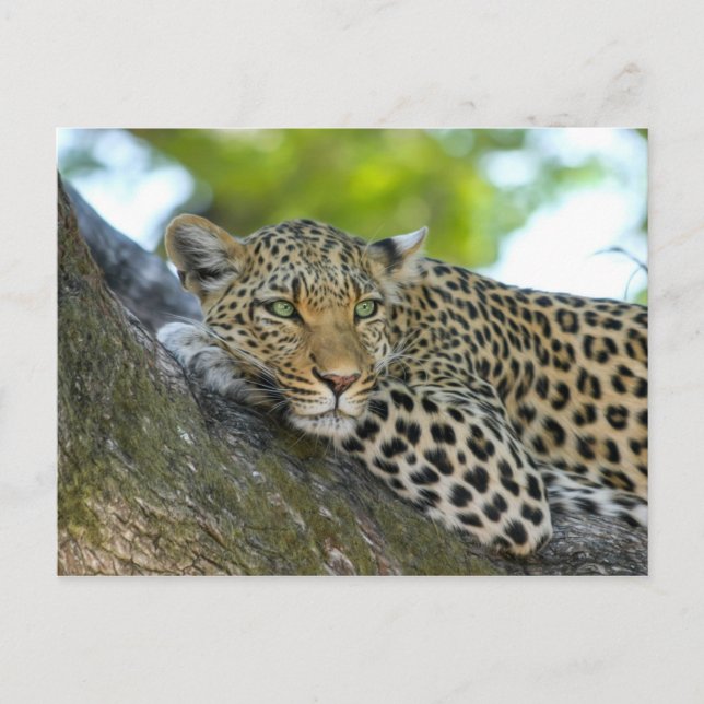 Leopard Postkarte (Vorderseite)