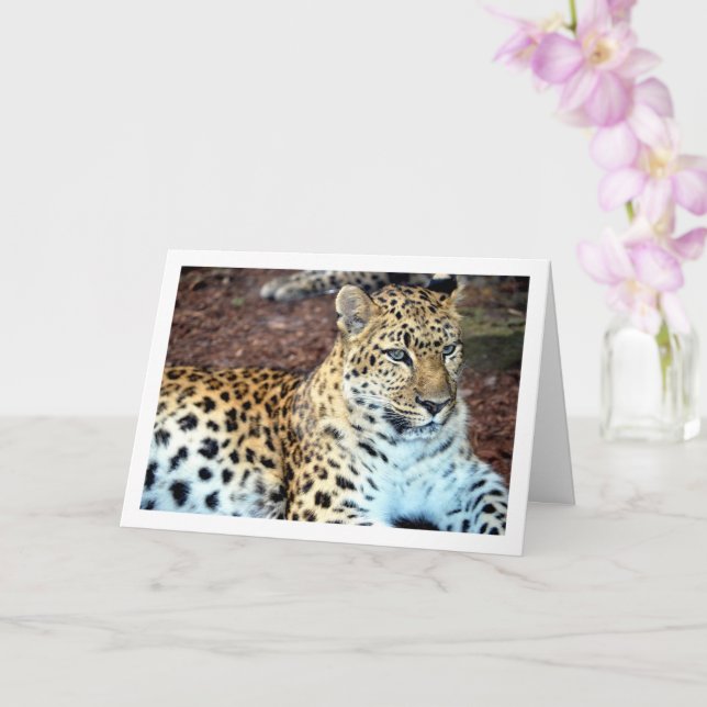 Leopard Relaxen Karte (Orchidee)