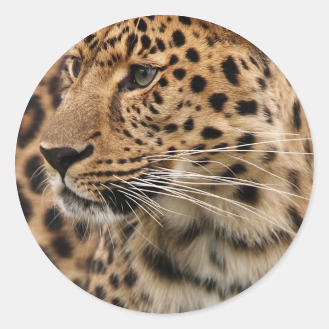 Leopard Runder Aufkleber (Vorderseite)