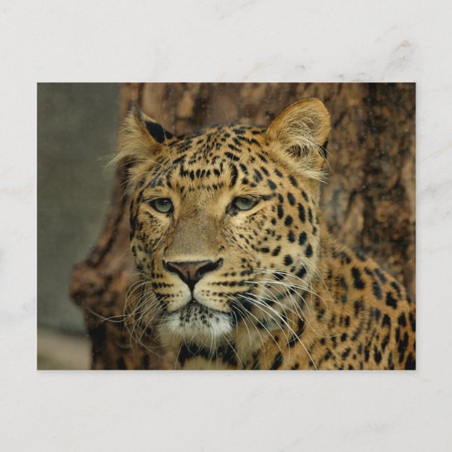 Leopard Safari Postcard Postkarte (Vorderseite)