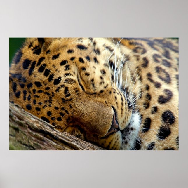 Leopard-Schlafposter Poster (Vorne)