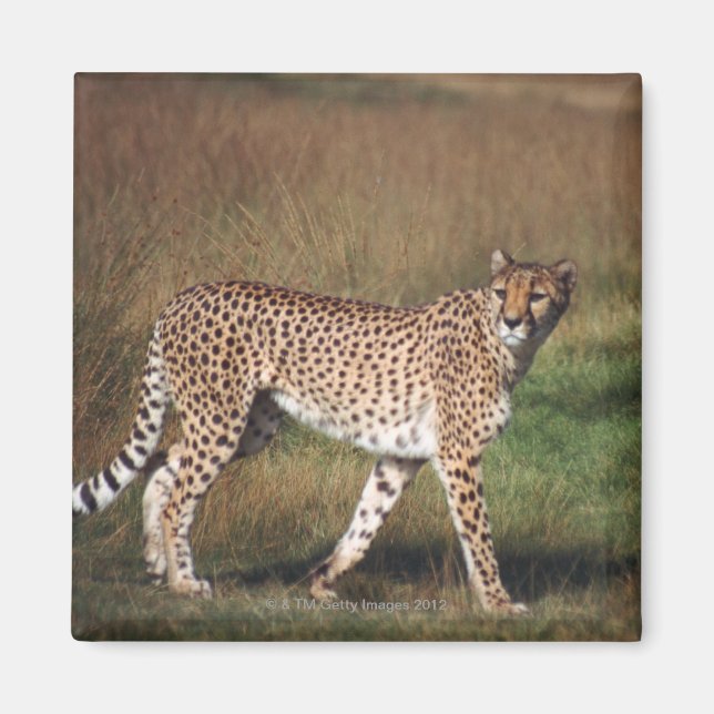 Leopard schlicht magnet (Vorne)