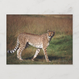 Leopard schlicht postkarte
