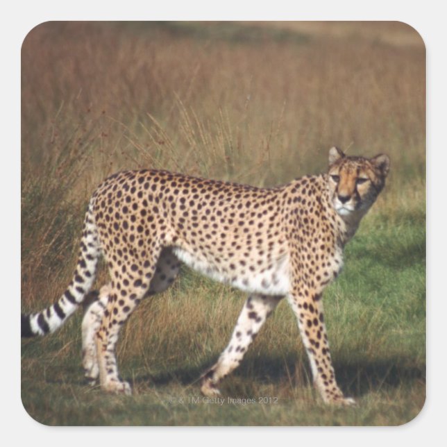 Leopard schlicht quadratischer aufkleber (Vorderseite)