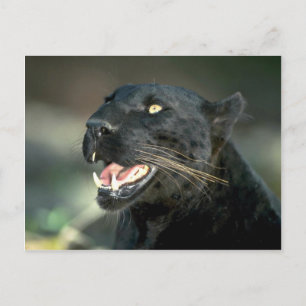 Leopard, schwarze Phase Postkarte