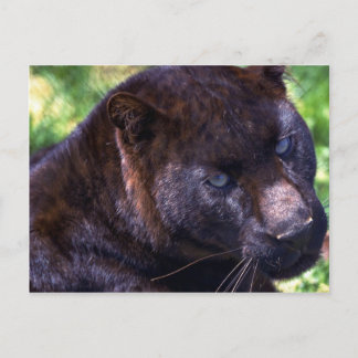 Leopard/Schwarze Phase Postkarte
