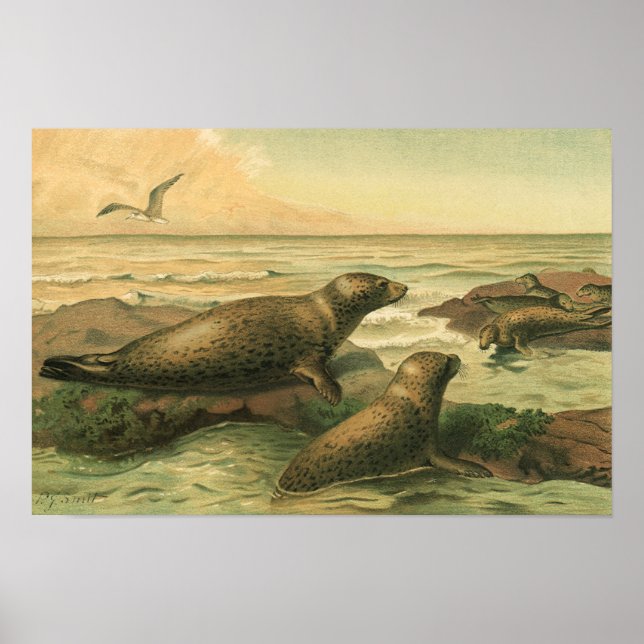 Leopard-Siegel, Vintage Wassertiere — Leben in der Poster (Vorne)