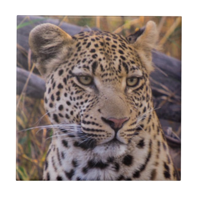 Leopard sitzend, Botswana, Afrika Fliese (Vorderseite)
