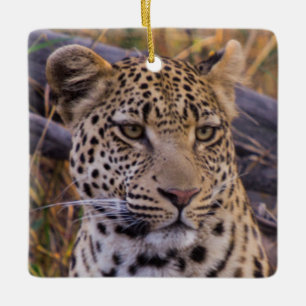 Leopard sitzend, Botswana, Afrika Keramikornament